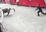 Bull vs man doesn't go well for the man 1