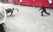 Bull vs man doesn't go well for the man 23