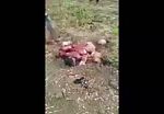 Chainsaw massacre in brazil 2