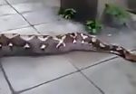 Anaconda takes girl life but couldn’t digest 2