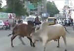 Bull kills a guy on a motorcycle in india 1