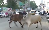 Bull kills a guy on a motorcycle in india 7