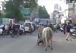 Bulls fighting on road cause a mans death 1