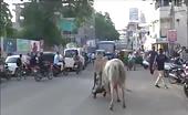 Bulls fighting on road cause a mans death 5