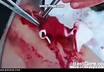 Human slaughtering by beast compilation 2 1