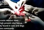 Removing intestinal worms & parasites from human colon 3