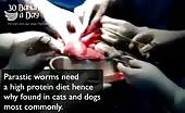 Removing intestinal worms & parasites from human colon 6