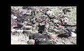 Corpse of syrian army 16