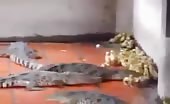 Chinese zoo crocodiles fed with live duckling 5