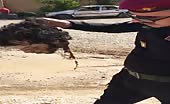 Iraqi soldier carries decapitated head 12