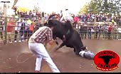 Killer bull takes revenge 5