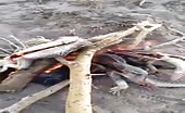 Saudis cooking live lizards on bonfire 9