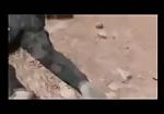 Dead syrian army men in aleppo 1