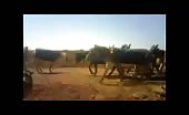 Syrian army killing donkeys 4