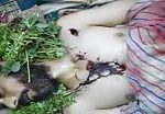 Shot dead by assad army men 3