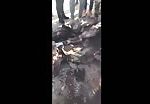 Footage of dead isis soldiers 1