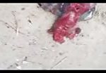 Dead dismembered syrian pilot 3