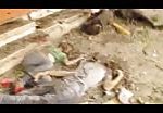 Massacre of shajaiya complete video 2