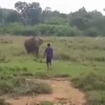 Man gets stomped to death by an elephant 2