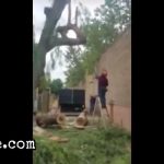 Man face gored by a big falling tree branch 2