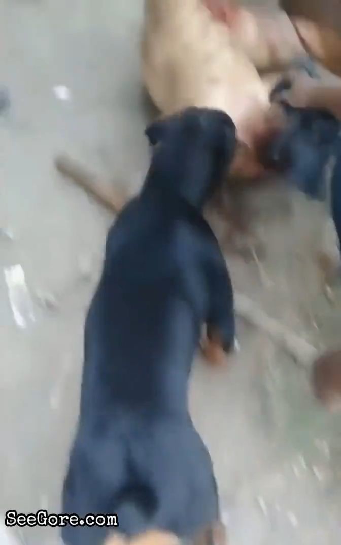 A man gets his private part mauled by a dog 14