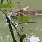 Crocodile is carrying something for dinner 2