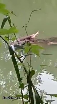 Crocodile is carrying something for dinner 3