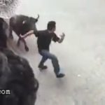 Man gored by an angry bull 4