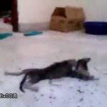 3 Girls 1 Kitten - Viral video of a kitten stomped to death 2