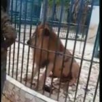 Man gets his hand bitten by a lion 3