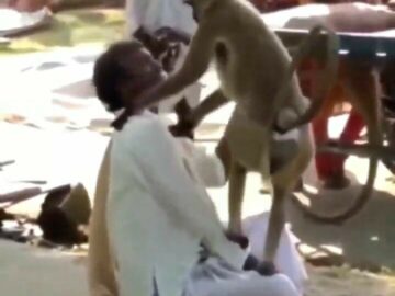 Mad macaque peels off poor man's scalp 25