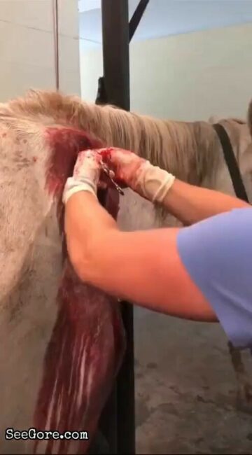 Pulling out splinter from a horse 3