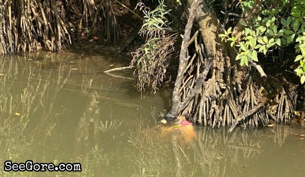 Crocodile showing off its 13-year-old-girl food 4