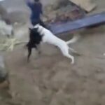 Dogs fighting, man spinning 2