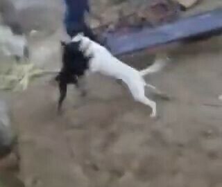 Dogs fighting, man spinning 5