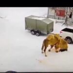 Provoked camel tramples watchman 2