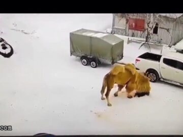 Provoked camel tramples watchman 6