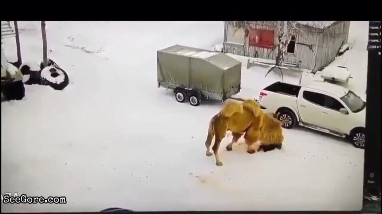 Provoked camel tramples watchman 13