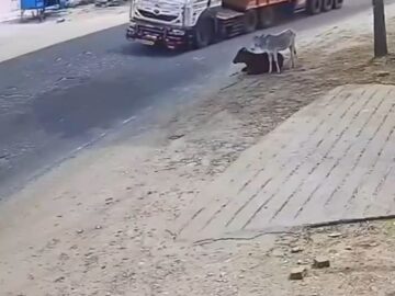 Overload truck tips over a chilling cow 5