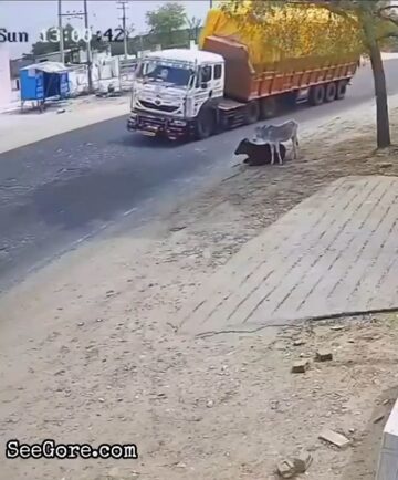 Overload truck tips over a chilling cow 1