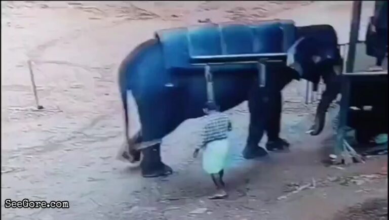 Mahout Trampled to Death by Elephant in Kerala 13