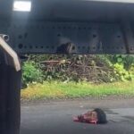 Man decapitated by a truck in Thailand 1