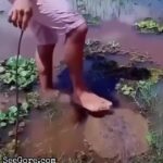 A Man Stupidly Stepping on a Stingray 1