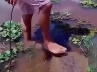 A Man Stupidly Stepping on a Stingray 10