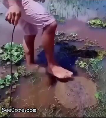 A Man Stupidly Stepping on a Stingray 1