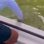 Shark Pulls a Man Into the Water 1