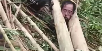 Man Stuck in a Tree 18