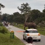 Elephant Charges and Tramples a Man Who are Trying to Take a Photo 2