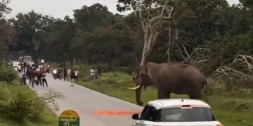 Elephant Charges and Tramples a Man Who are Trying to Take a Photo 13