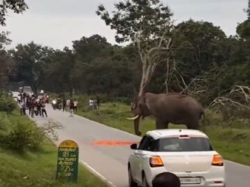 Elephant Charges and Tramples a Man Who are Trying to Take a Photo 5